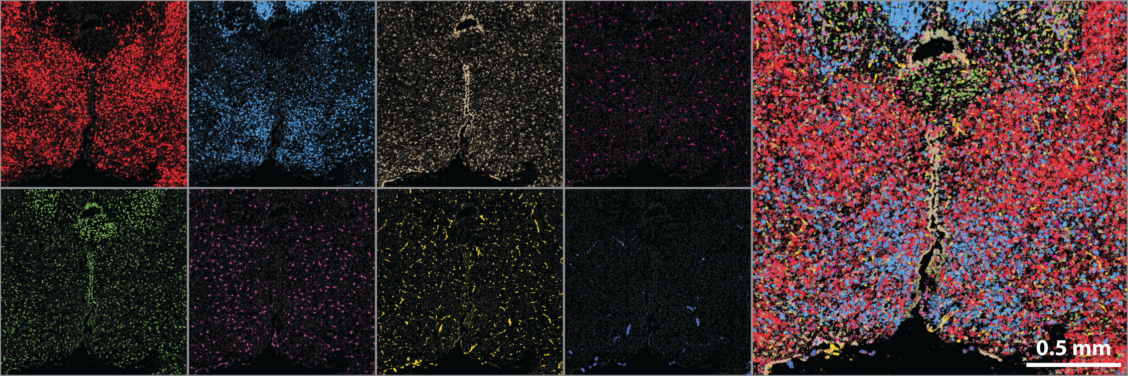 Example images of 8 of 155 different RNAs simultaneously measured within a single slice of the mouse brain.